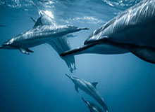 新球体育-墨菲35+8锡安31分 鹈鹕大胜奇才终结9连败